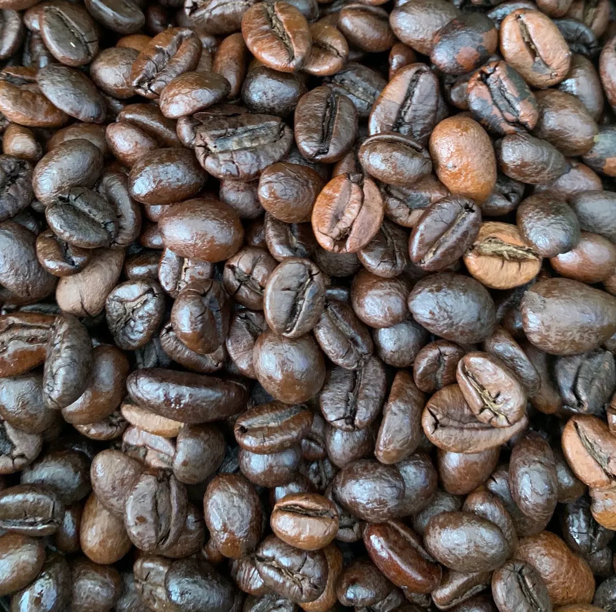 Kopi Luwak